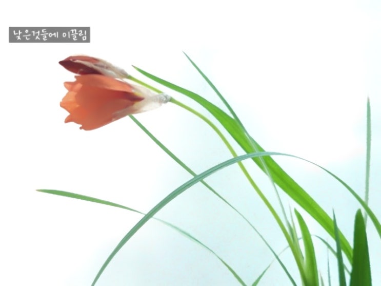  추식구근 스파락시스 키우기 .