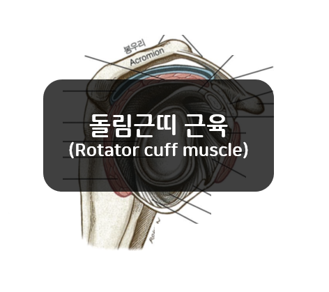  관절을 지지해주는 돌림근띠 근육(rotator cuff muscle)