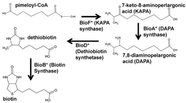  Biotin (비오틴)의 정의, 기능, 효과, 용도, 시장, 합성법, 대사공학 및 발효 생산 (선도 기업 콧데)