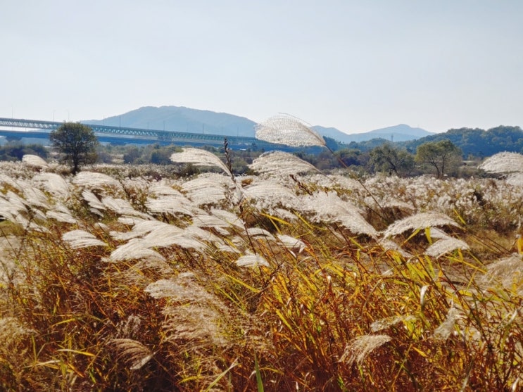  충주 목계나루 갈대 라이딩 나들이 하기