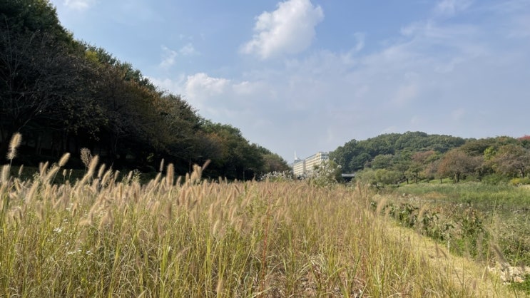  요즘 일교차 크지만 낮시간대에는 걷기 좋은 분당 오리역 탄천(산책코스 추천)