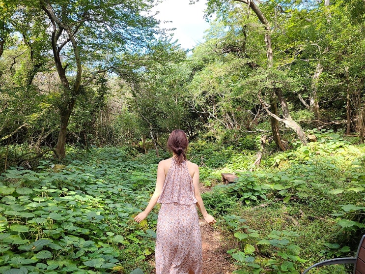  제주 숲길 화순곶자왈은 나만의 힐링처 느낌이었어요