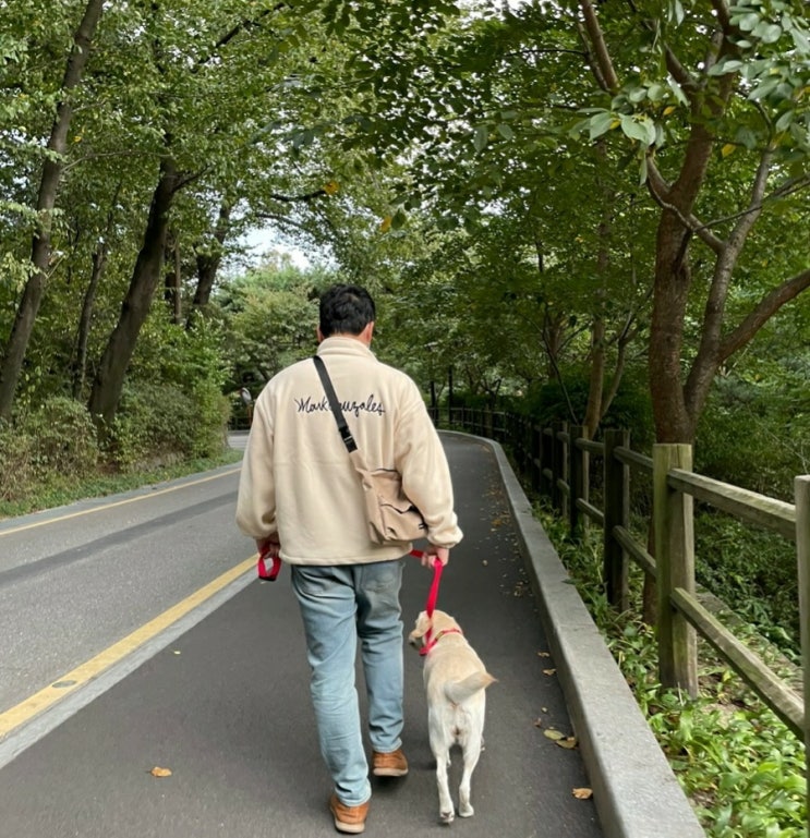 <래브라도리트리버> 리트리버 밤이의 남산타워 가을 산책 <래브라도리트리버> 리트리버 밤이의 남산타워 가을 산책