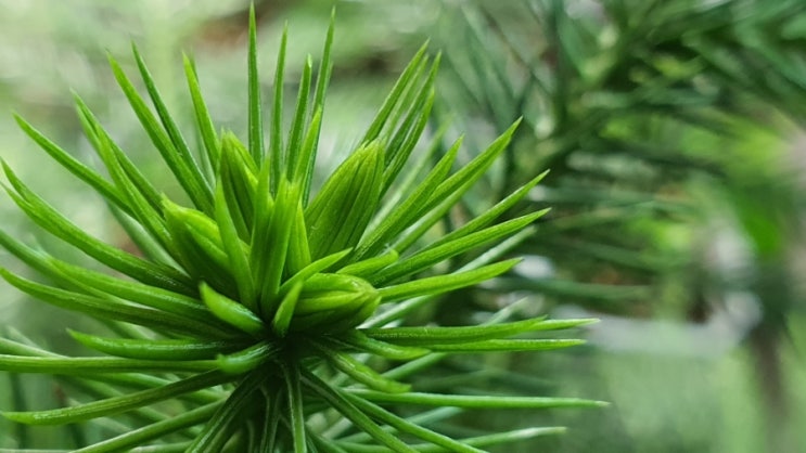 으랏차차 아라우카리아 새순아 ~ 아라우카리아 키우기 그 1년간의 기록 How to grow Araucaria heterophylla