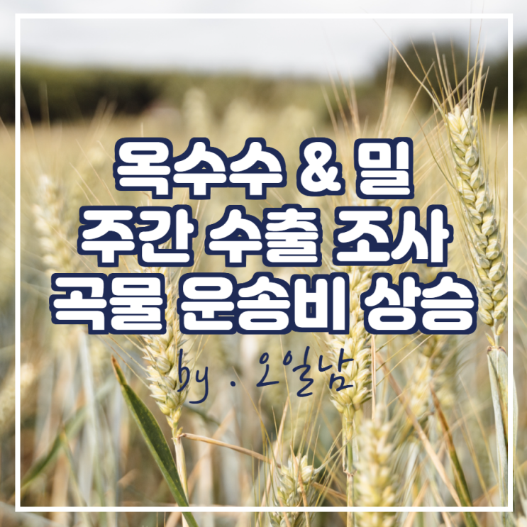  미국 농무부 옥수수, 밀 수출조사 및 곡물 운송비 상승