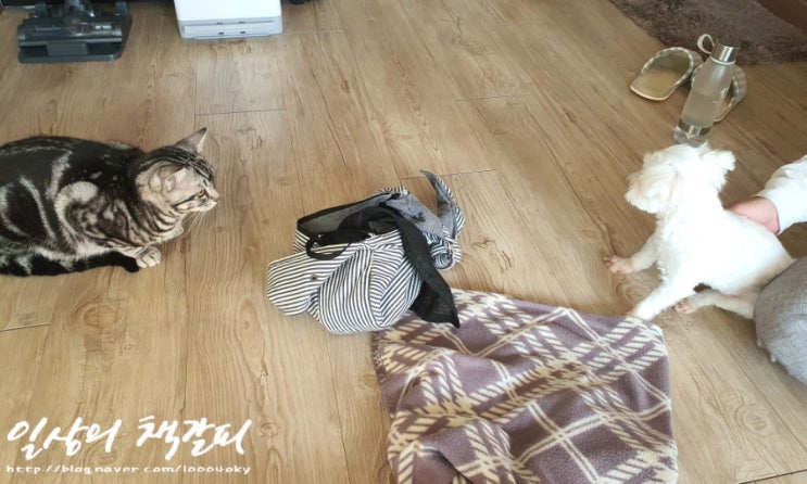 <2인2묘 라이프> 2021. 10. 24. 강아지 안무서워!