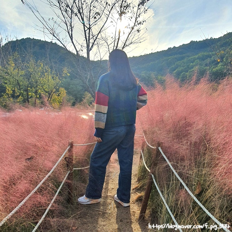 대구 가을나들이 핑크뮬리 송해공원