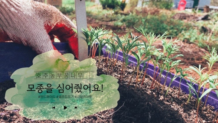  [호주농부꿈나무] 코스모스, 오이, 호박 모종을 심어줬어요!
