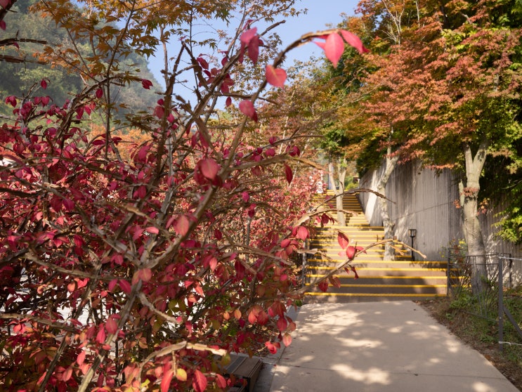  광주시 단풍 명소 화담숲