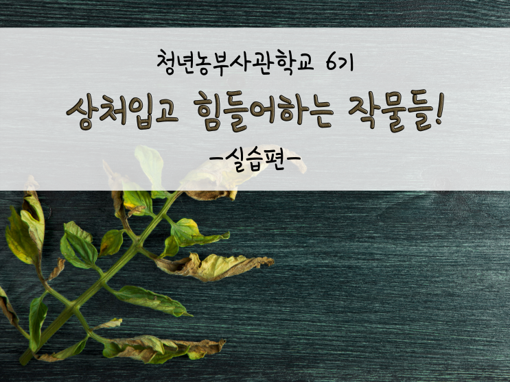  상처입고 힘들어하는 작물들(딸기·토마토)! 끈끈이 방제 / 상추 정식_211026