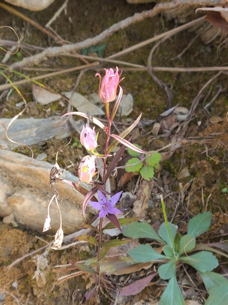 백운산 등산로에서 만난 야생화(자주쓴풀, 기름나물)