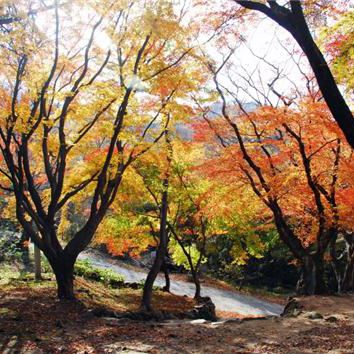 울창한 편백나무와 가을 단풍이 아름다운 고창의 문수산 편백숲