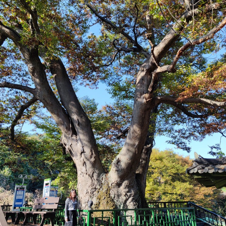 가평 철판닭갈비 참나무집 고성리 400년 느티나무 보호수