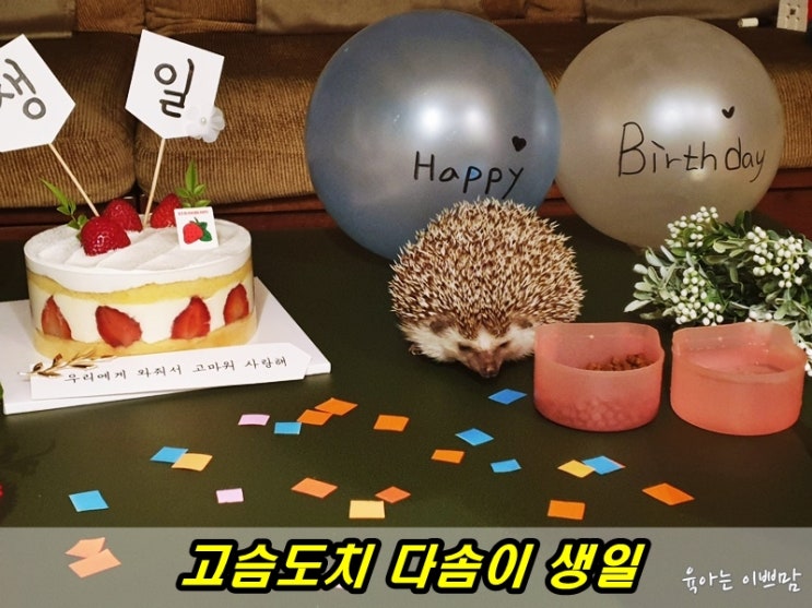  [고슴도치] 사랑하는 다솜이의 3번째 생일을 축하해!