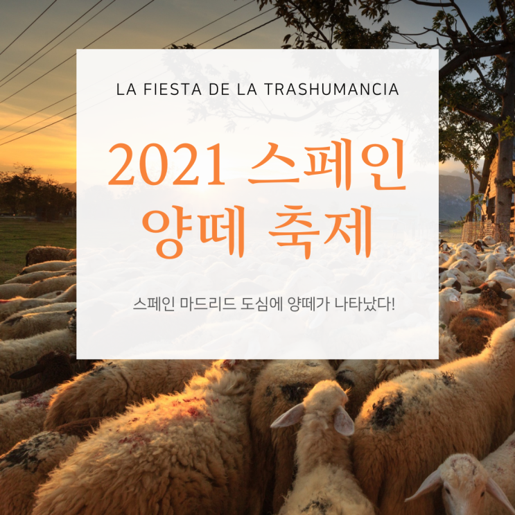 스페인 마드리드 도심에 1000마리 양떼가 나타난 이유 "스페인 양떼 축제"(2021 La fiesta de la trashumancia)