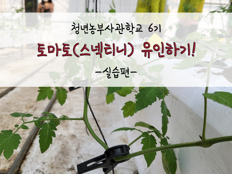  토마토(스넥티니) 나무 유인하기!_211027