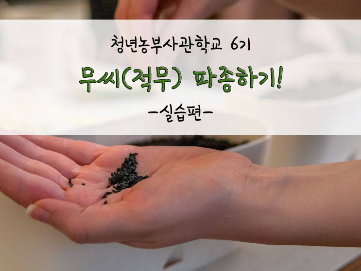  무씨(적무) 파종하기!_211027