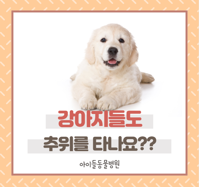  강아지들도 추위를 타나요? 혁신도시 동물병원