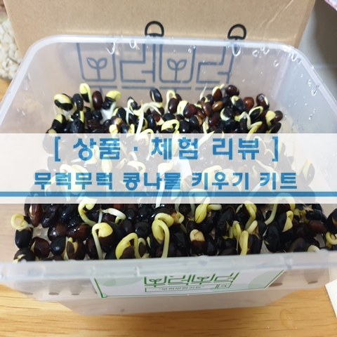  [일상] 무럭무럭 콩나물 키트로 콩나물 키워보자!