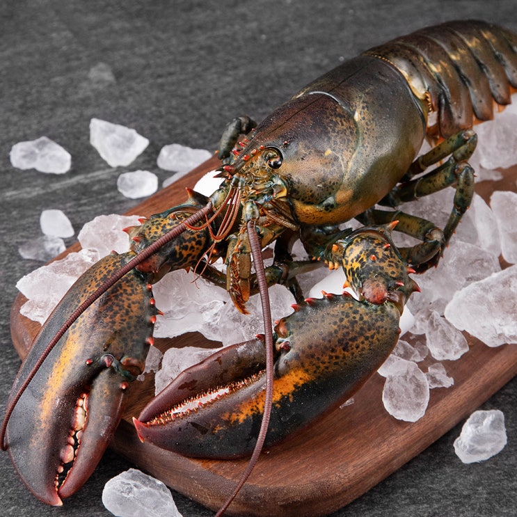 잘팔리는 캐나다산 활랍스터, 670g, 1개 추천합니다 잘팔리는 캐나다산 활랍스터, 670g, 1개 추천합니다