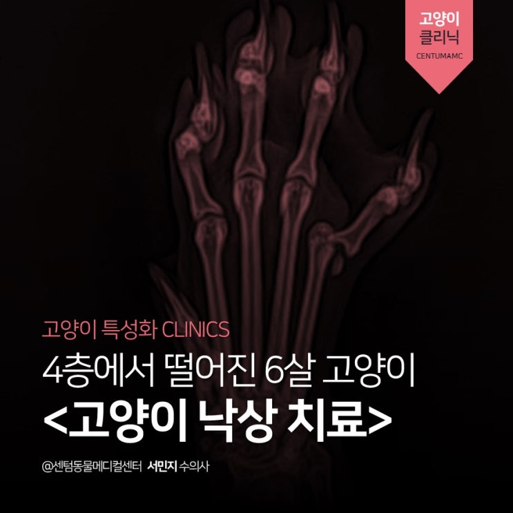  4층에서 떨어진 6살 고양이 <고양이 낙상 치료> (부산 수영 Cat Friendly Clinic 센텀동물메디컬센터)
