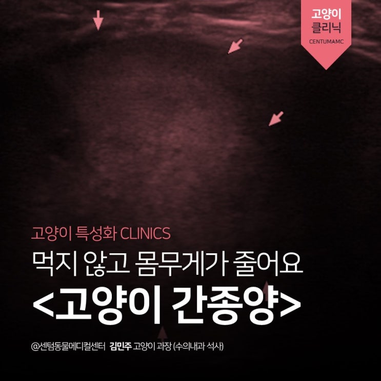  식욕저하, 빈혈, 구토, 체중감소 <고양이 간종양> (부산 고양이 친화병원 센텀동물메디컬센터)