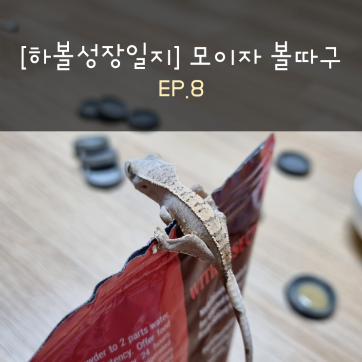  [하볼성장일지] 모이자 볼따구 EP.8