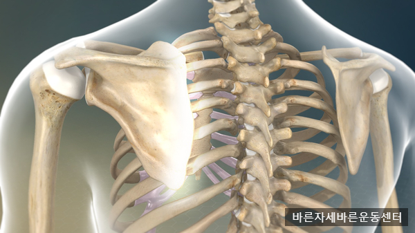  [발음성 견갑골] 날개뼈에서 "뚝뚝" 소리가 난다면?
