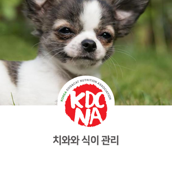  no.905 치와와 식이 관리