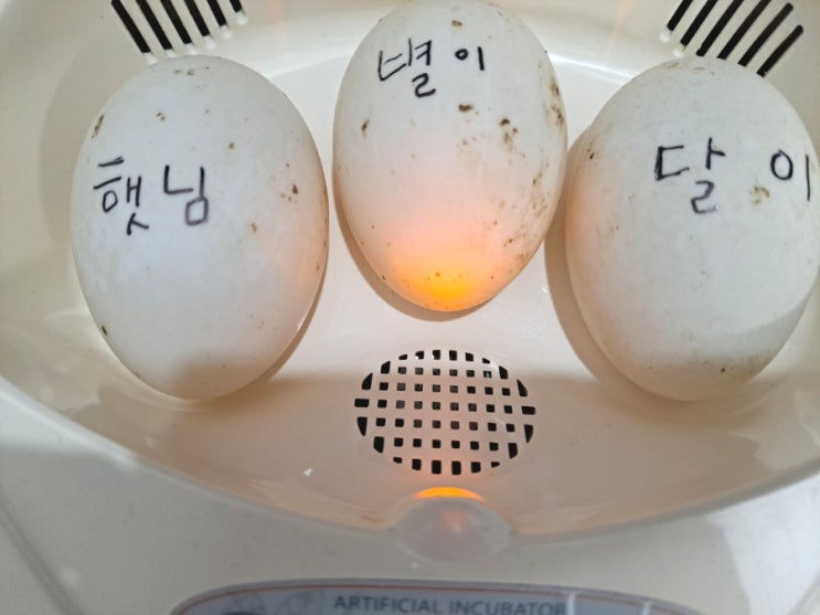  병아리 오리 부화 초등과학 교과연계 동물의한살이 알콤 미니 3구