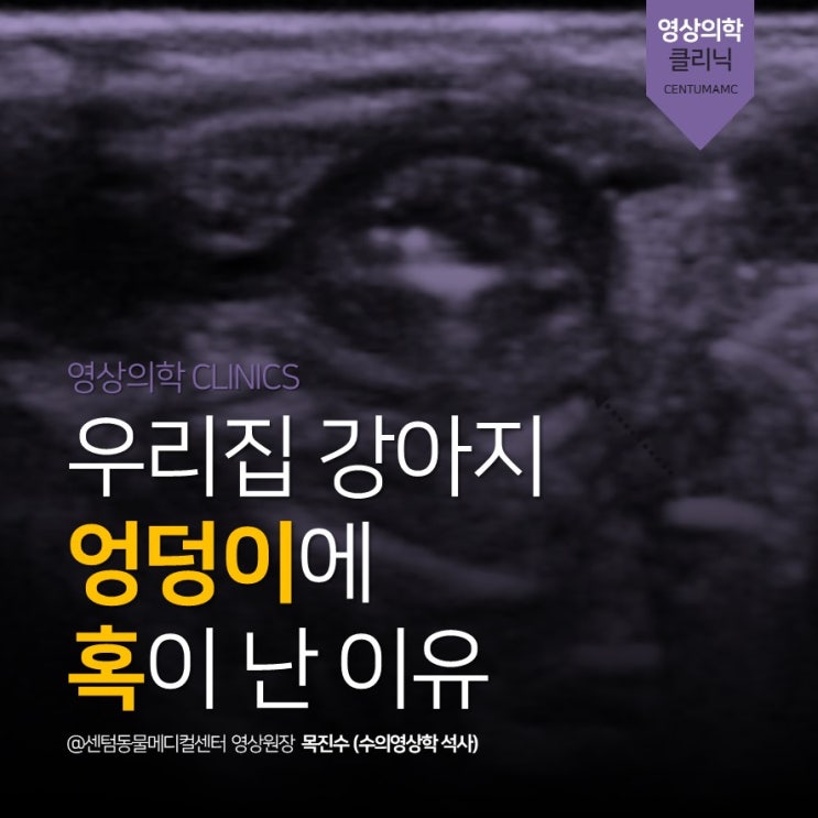  엉덩이에 혹이 난 13살 요크셔테리어 강아지 <회음부 탈장> (부산 센텀동물메디컬센터 영상 동물병원)