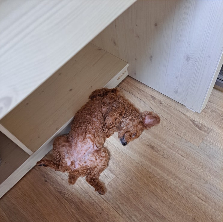  귀여운 토이푸들 바다