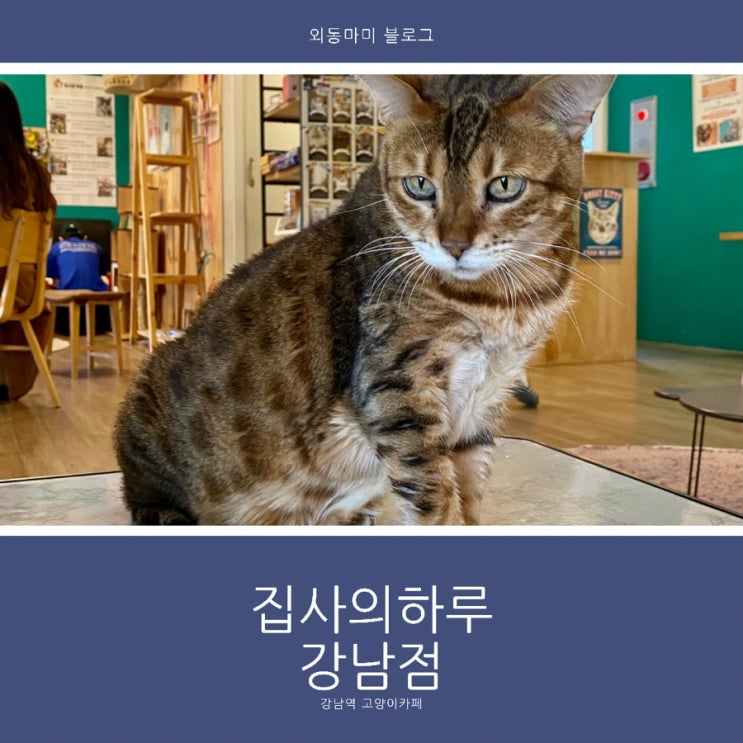  집사의하루 강남점, 힐링하기 좋은 강남역 고양이카페
