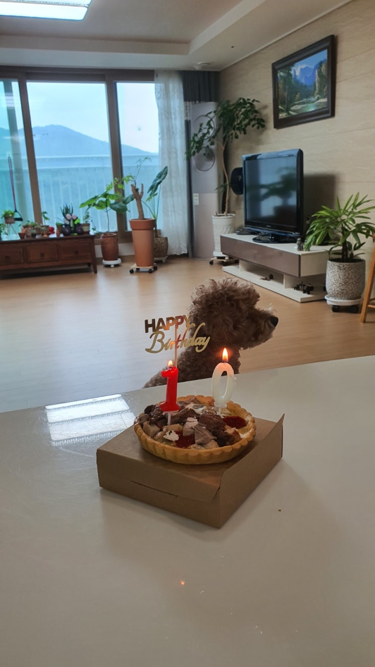  우리콩이가벌써10살이네~