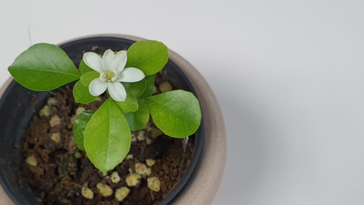 오렌지자스민 꽃이 피었습니다 씨앗으로 오렌지자스민 키우기 How to Grow Murraya paniculata (feat 오렌지자스민 꽃말)