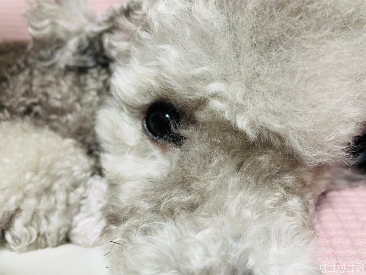  강아지 눈부음 증상과 원인은 눈다래끼? 안검염?