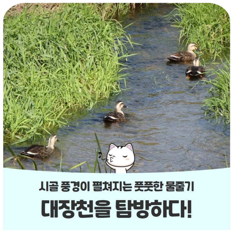 시골 풍경이 펼쳐지는 풋풋한 물줄기, 대장천을 탐방하다! 시골 풍경이 펼쳐지는 풋풋한 물줄기, 대장천을 탐방하다!