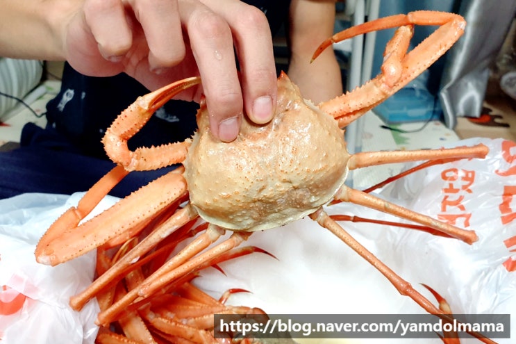  기흥구맛집 게꿀맛 동백점 용인대게홍게 맛있는 곳