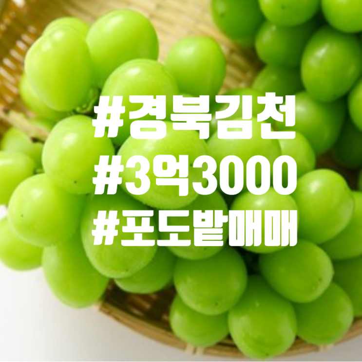  [계약완료]경상북도 김천 포도밭(샤인 머스캣) 매매
