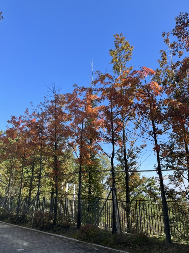  좀작살나무 열매, 맥문동, 산수유열매 수확놀이