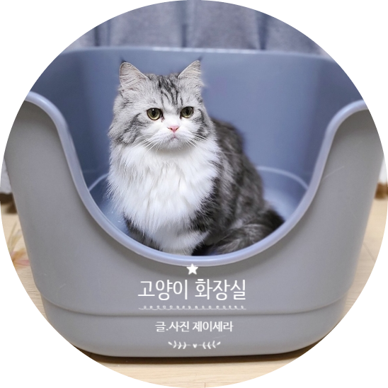요즘 초대형 고양이 화장실이 대세죠. 그래서 벤티 캣 토일렛 초대형 고양이화장실 을 사용해 봤어요.