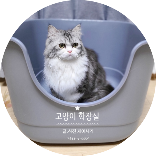  요즘 초대형 고양이 화장실이 대세죠. 그래서 벤티 캣 토일렛 초대형 고양이화장실 을 사용해 봤어요.