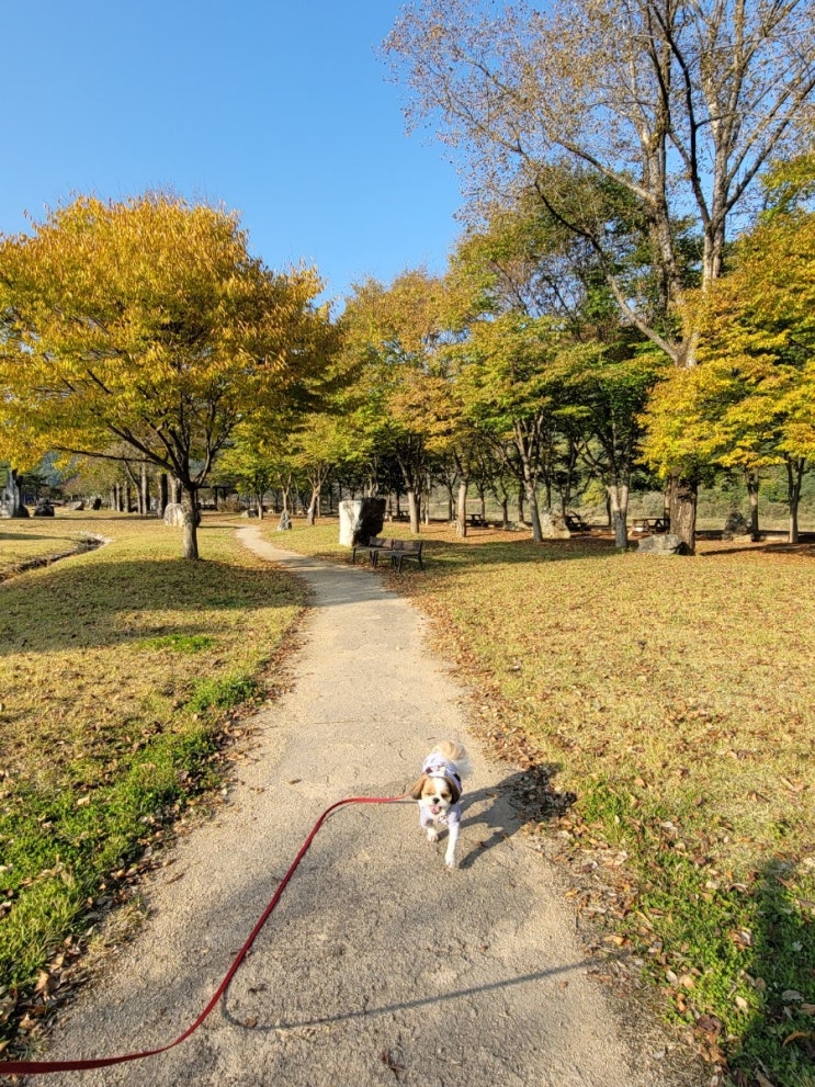  평창 바위공원 애견동반 여행, 평화롭다