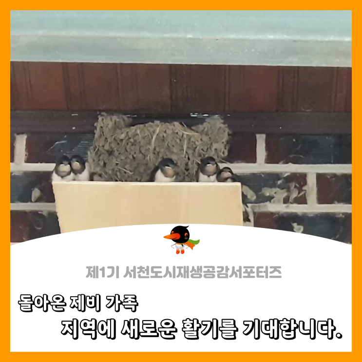  [서천군도시재생공감서포터즈단] 돌아온 제비 가족, 지역에 새로운 활기를 기대합니다.