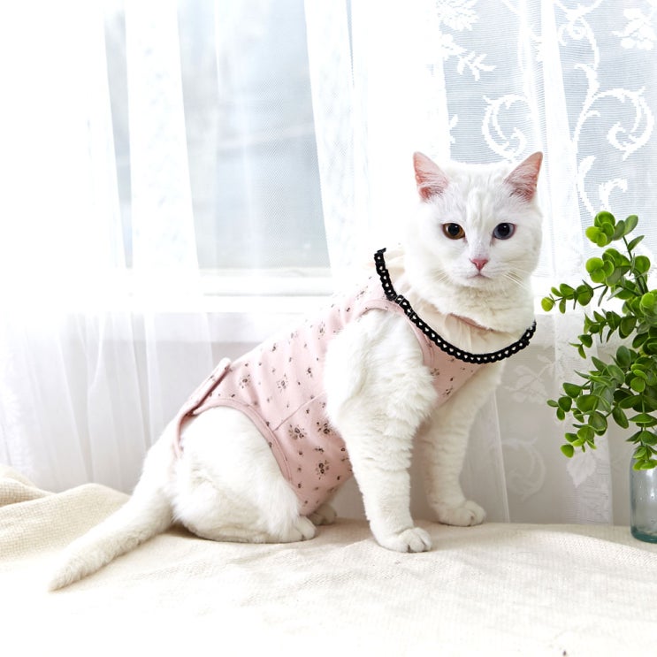 요즘 인기있는 세이펫 반디 도트 중성화복, 옐로우 추천해요 요즘 인기있는 세이펫 반디 도트 중성화복, 옐로우 추천해요