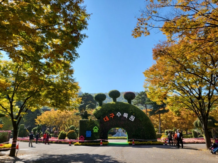  수목원, 동대구역 광장 국화전시회 준비 중 미리 둘러보고 왔네요(2021.10.30~11.14)