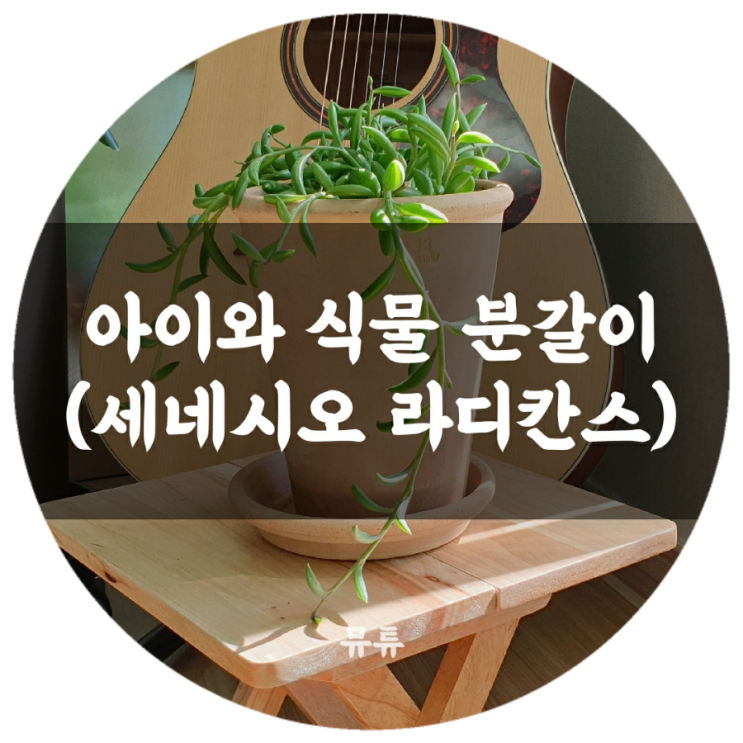 아이와 바나나체인(세네시오 라디칸스) 분갈이 하기