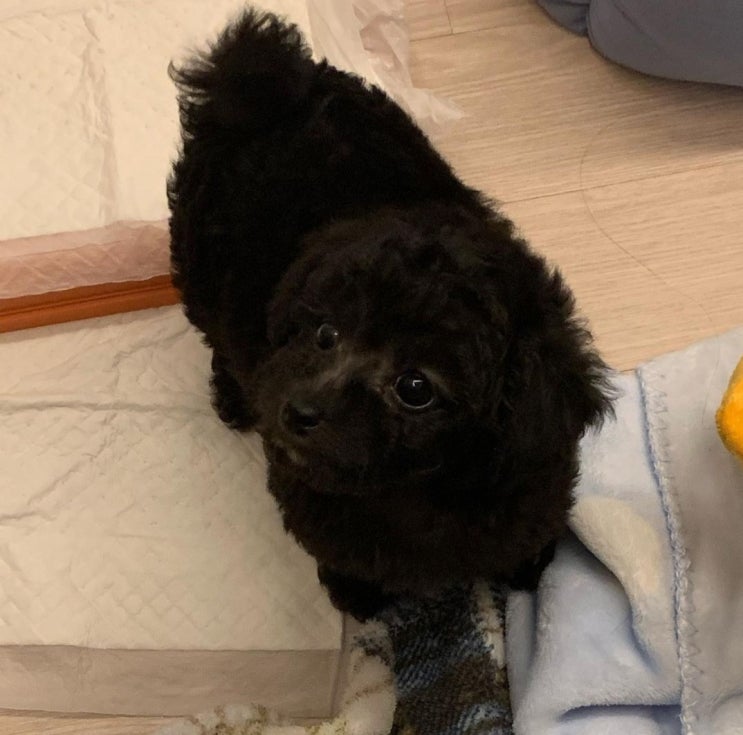  실버푸들 키우기 :) 강아지 분양일기