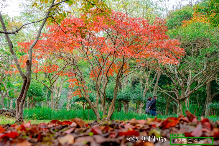  제주 한라수목원 단풍(2021.10.27)[제주 한달살기 숙소 SE]
