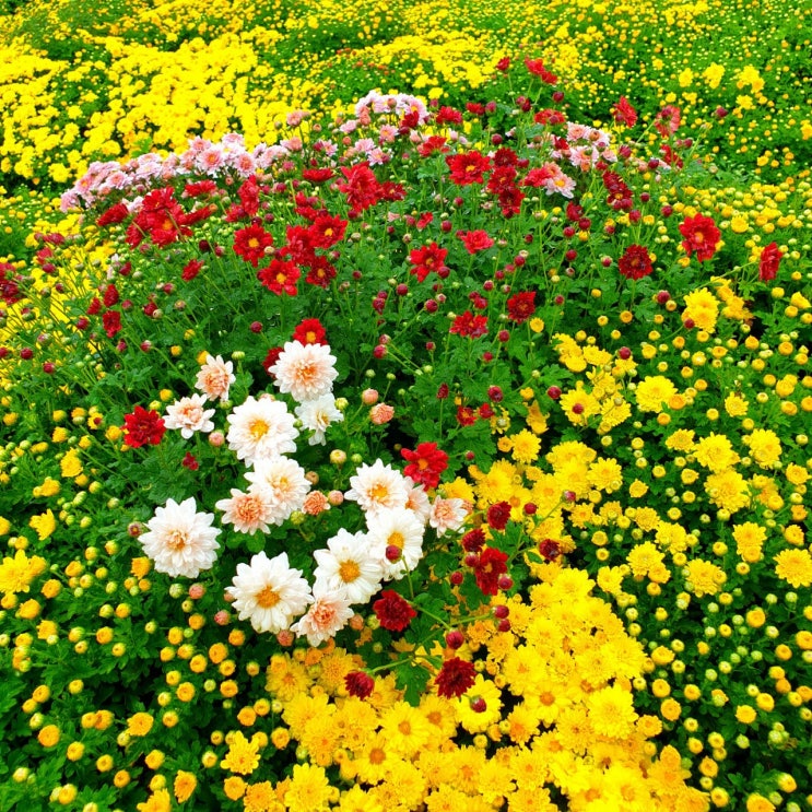 꽃은 흔들리며 핀다 꽃은 흔들리며 핀다